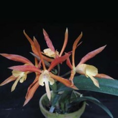 NC002_2
