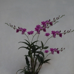 Dendrobium Isabella Huang