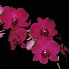 Dendrobium Lois Lee