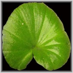 Nervilia plicata Green