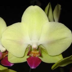 Phalaenopsis Fortune Saltzman