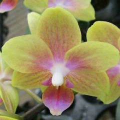 Phalaenopsis Gold Tris