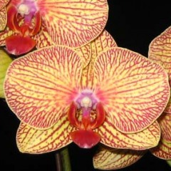 Phalaenopsis KV Charmer