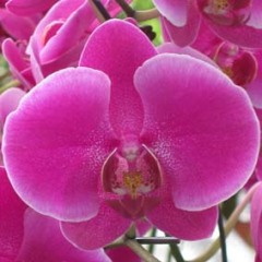 Phalaenopsis Ruey Li Beauty