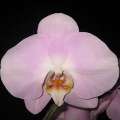 Phalaenopsis Taida Lovely