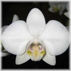 Phalaenopsis amabiles fomosum