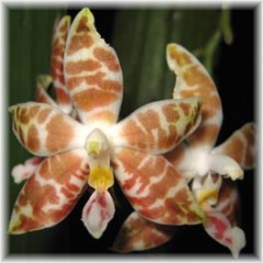 Phalaenopsis_amboinensis_2