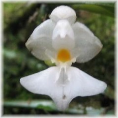 Phalaenopsis appendiculata alba