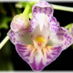 Phalaenopsis_appendiculata_1