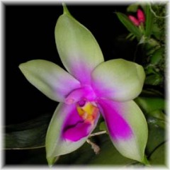 Phalaenopsis_bellina_2