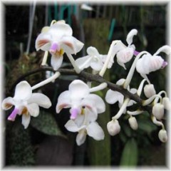 Phalaenopsis_celebensis_3