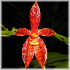 Phalaenopsis cornu cervi Red