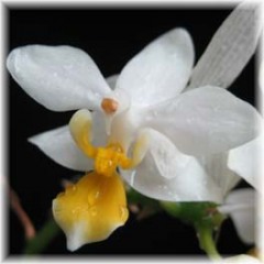 Phalaenopsis_equestris_var_aurea_2