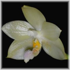 Phalaenopsis_floresensis_2