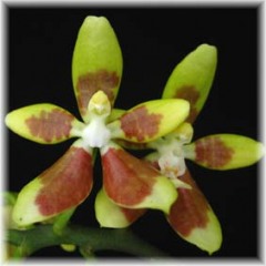 Phalaenopsis_fuscata_1