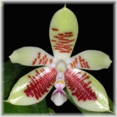 Phalaenopsis_inscriptionsinensis_1
