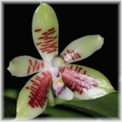 Phalaenopsis_inscriptionsinensis_2
