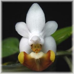Phalaenopsis_lobbii_1