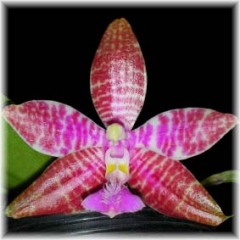 Phalaenopsis_lueddemanniana_1008-1