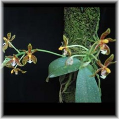 Phalaenopsis_mannii_3