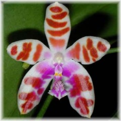 Phalaenopsis_mariae_1