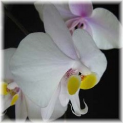 Phalaenopsis_philippinensis_2