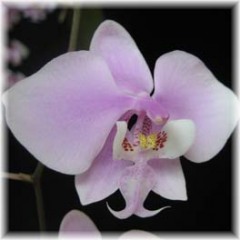 Phalaenopsis_schilleriana_2