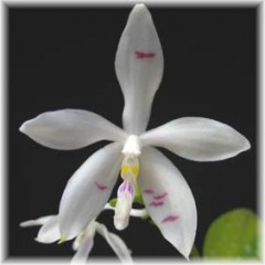 Phalaenopsis_tetraspis_2