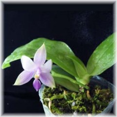 Phalaenopsis_violacea_var_coerulea_3