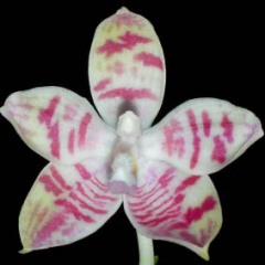 Phalaenopsis violacea x tetrapis