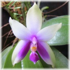 Phalaenopsis_violacea_1