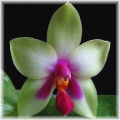 Phalaenopsis_violacea_3