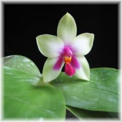 Phalaenopsis_violacea_4