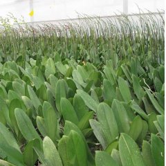 Growing Stage I