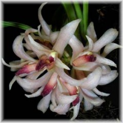 Xylobium hyacinthinum