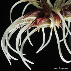Bulbophyllum binnendijkii