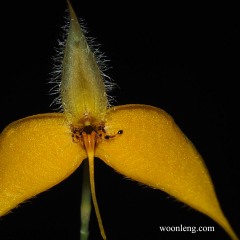 Bulbophyllum championii
