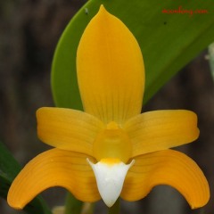 Bulbophyllum claptonese 'flava'