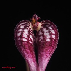 Bulbophyllum contortisepalum red