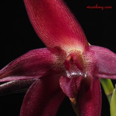 Bulbophyllum echinolabium x orthosepalum