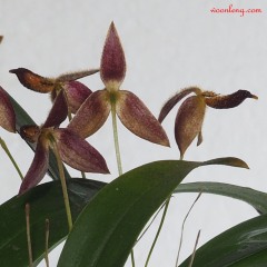 Bulbophyllum geniculiferum 8