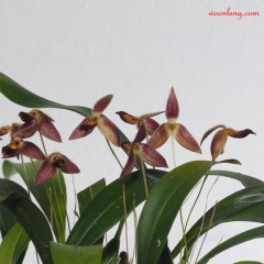 Bulbophyllum geniculiferum 9