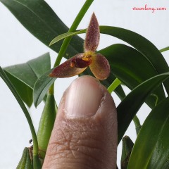Bulbophyllum geniculiferum