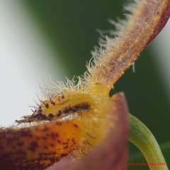Bulbophyllum geniculiferum 8