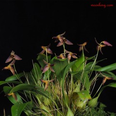 Bulbophyllum geniculiferum 10