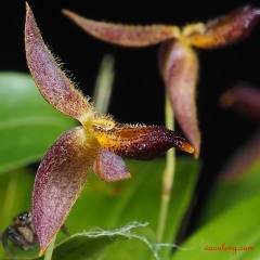 Bulbophyllum geniculiferum 14