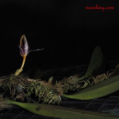 Bulbophyllum lyriforme 2