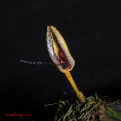 Bulbophyllum lyriforme 5