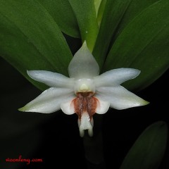 Dendrobium daimandauii