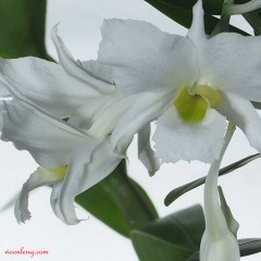 Dendrobium dearei 2